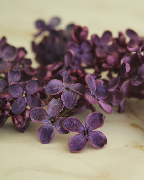 Liofilizēti ceriņu ziedi